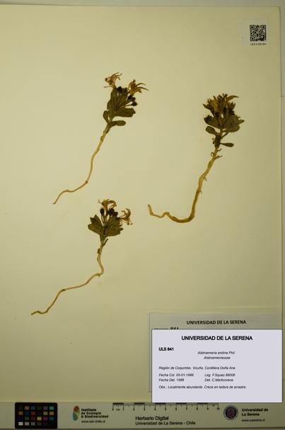 Alstroemeria andina [Espécimen: ULS:ULS:0000841]