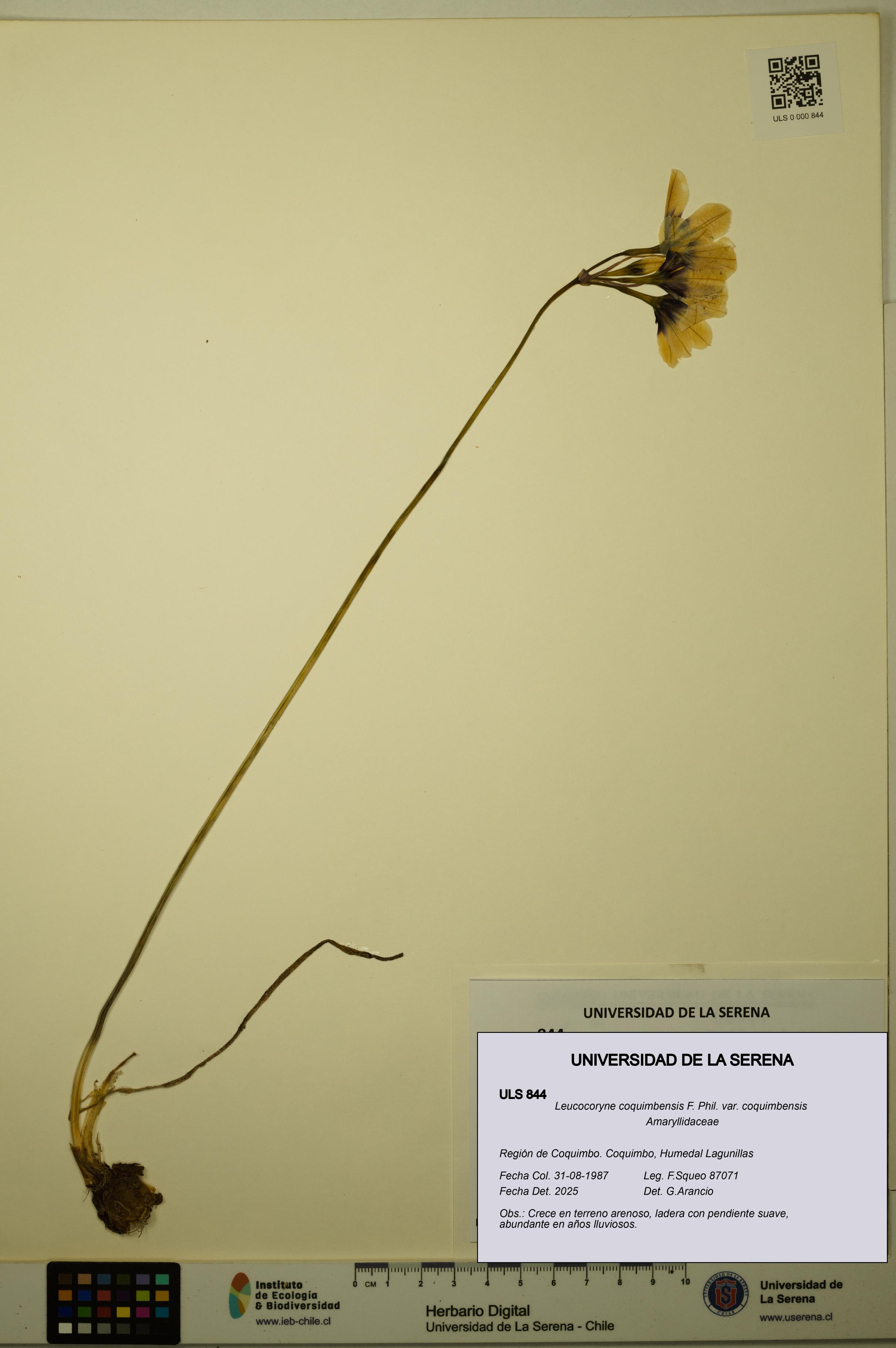 Leucocoryne coquimbensis var. coquimbensis [Espécimen: ULS:ULS:0000844]