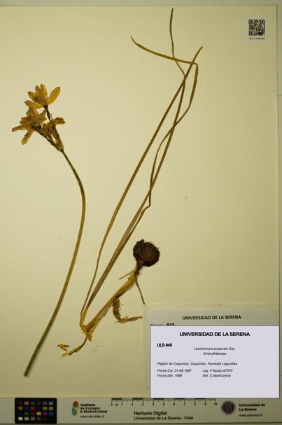 Leucocoryne purpurea [Espécimen: ULS:ULS:0000845]