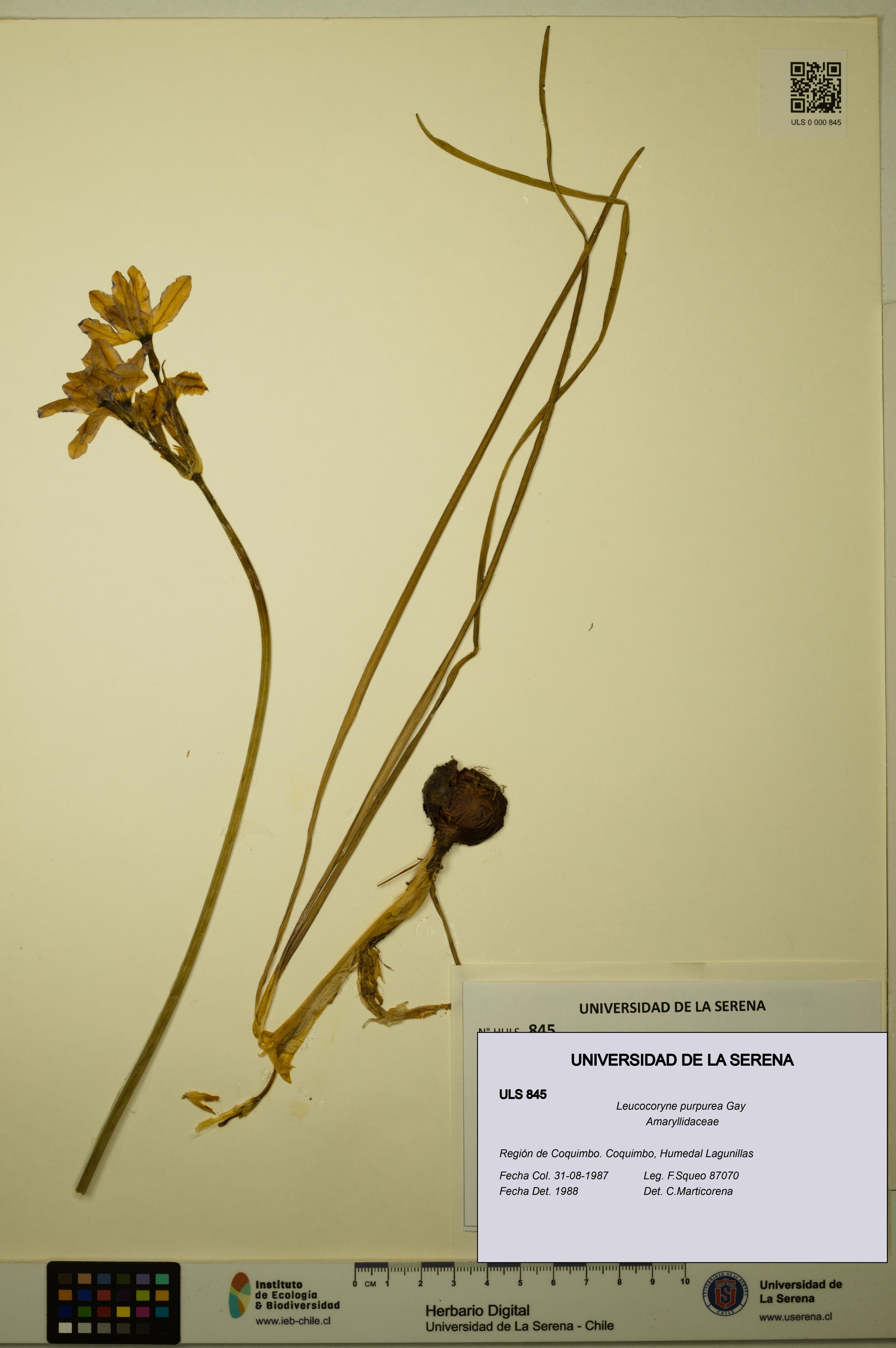 Leucocoryne purpurea [Espécimen: ULS:ULS:0000845]