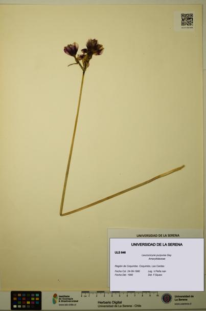 Leucocoryne purpurea [Espécimen: ULS:ULS:0000846]