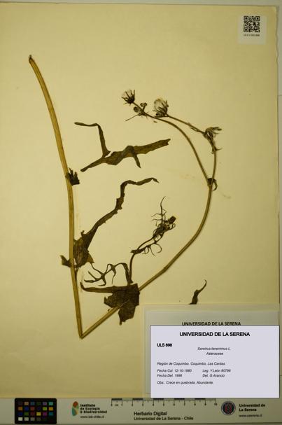 Sonchus tenerrimus [Espécimen: ULS:ULS:0000898]