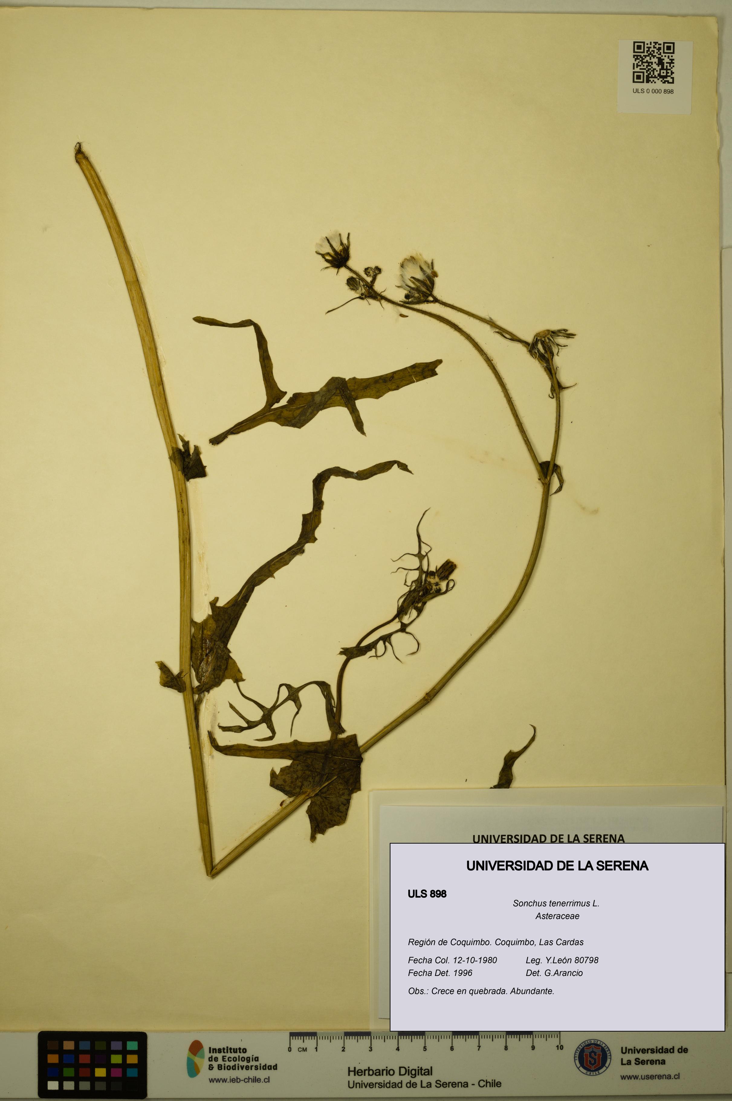 Sonchus tenerrimus [Espécimen: ULS:ULS:0000898]
