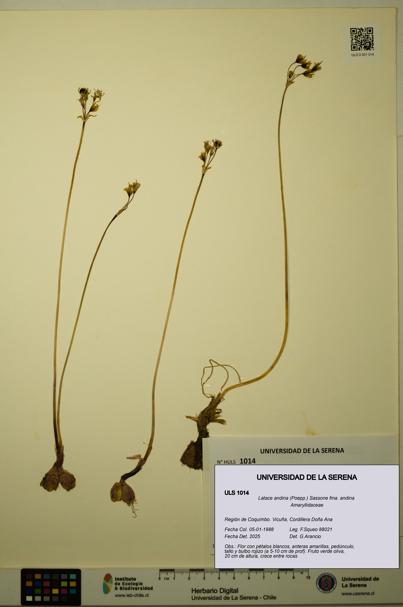 Latace andina [Espécimen: ULS:ULS:0001014]