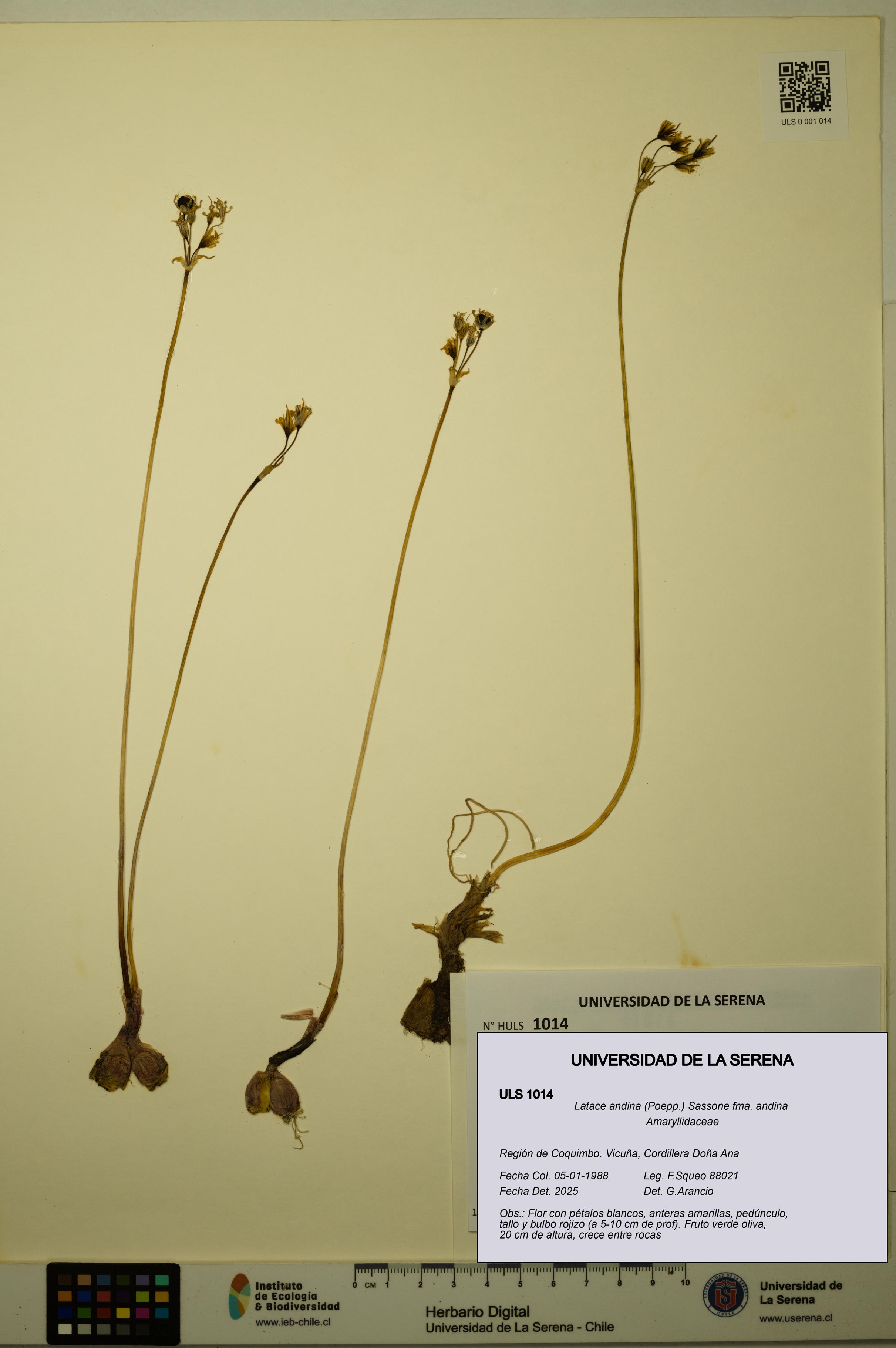 Latace andina [Espécimen: ULS:ULS:0001014]