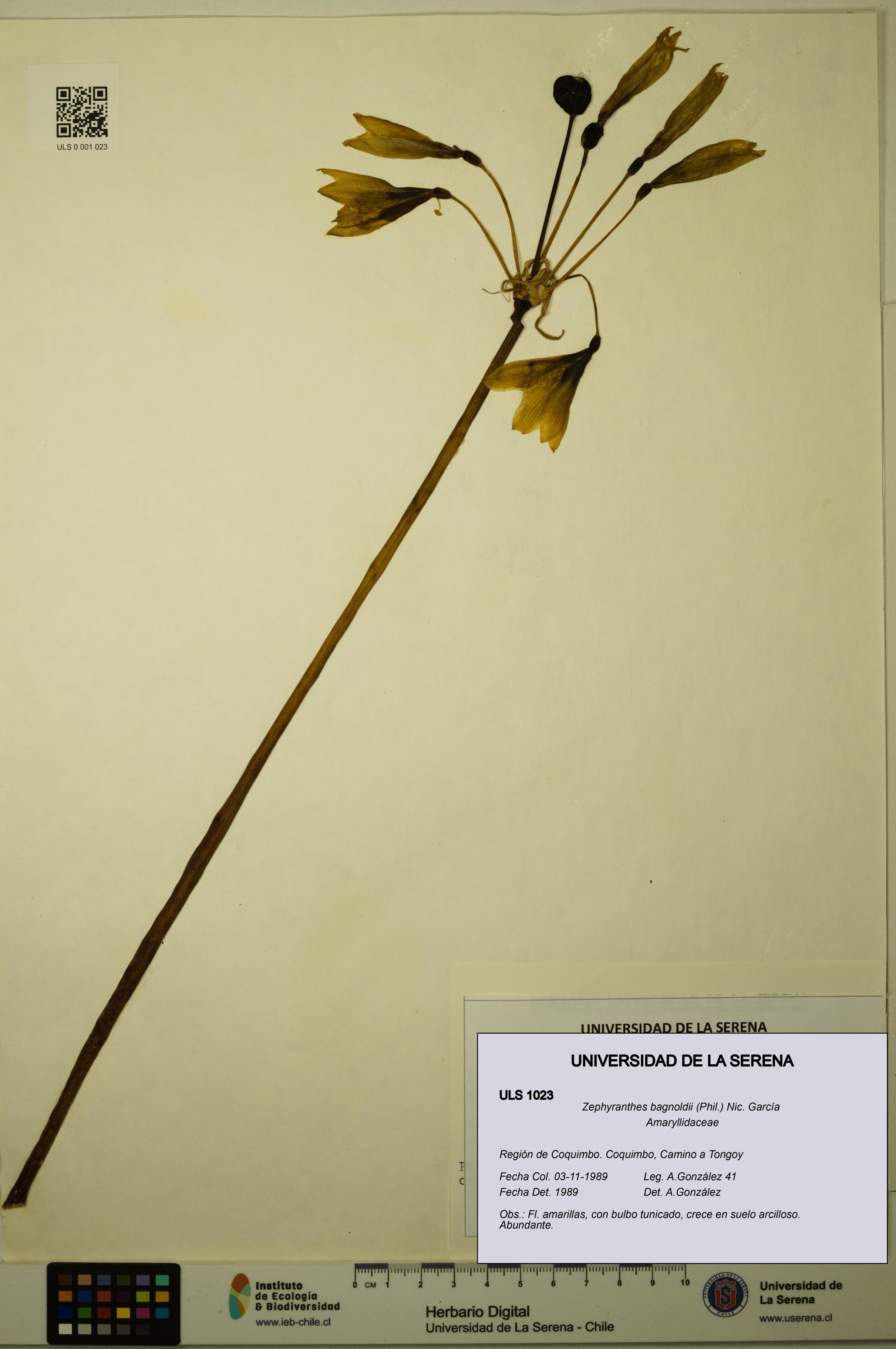 Zephyranthes bagnoldii [Espécimen: ULS:ULS:0001023]