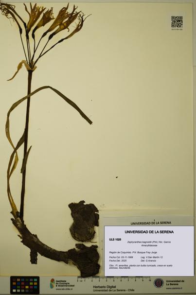 Zephyranthes bagnoldii [Espécimen: ULS:ULS:0001025]