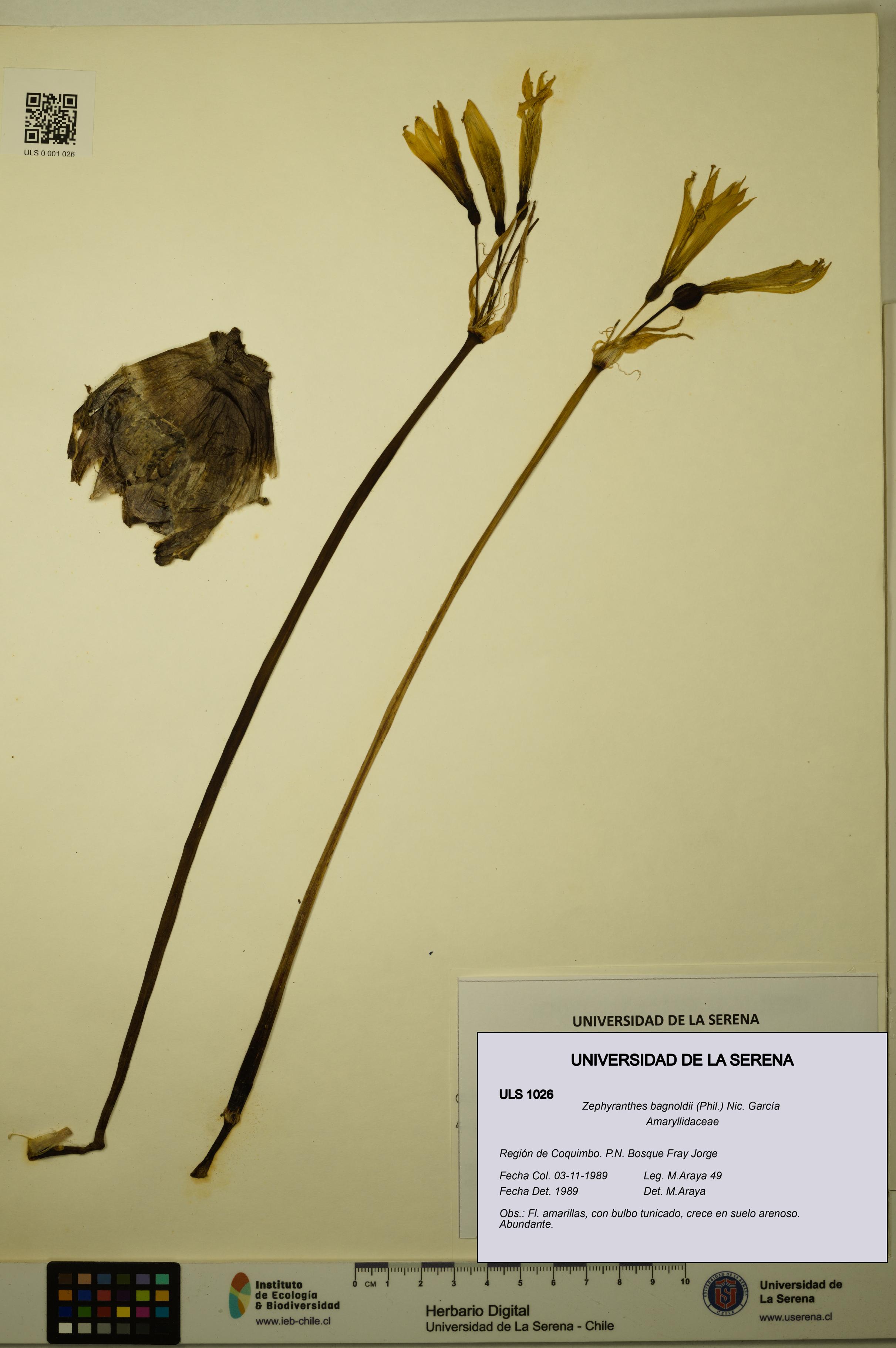 Zephyranthes bagnoldii [Espécimen: ULS:ULS:0001026]