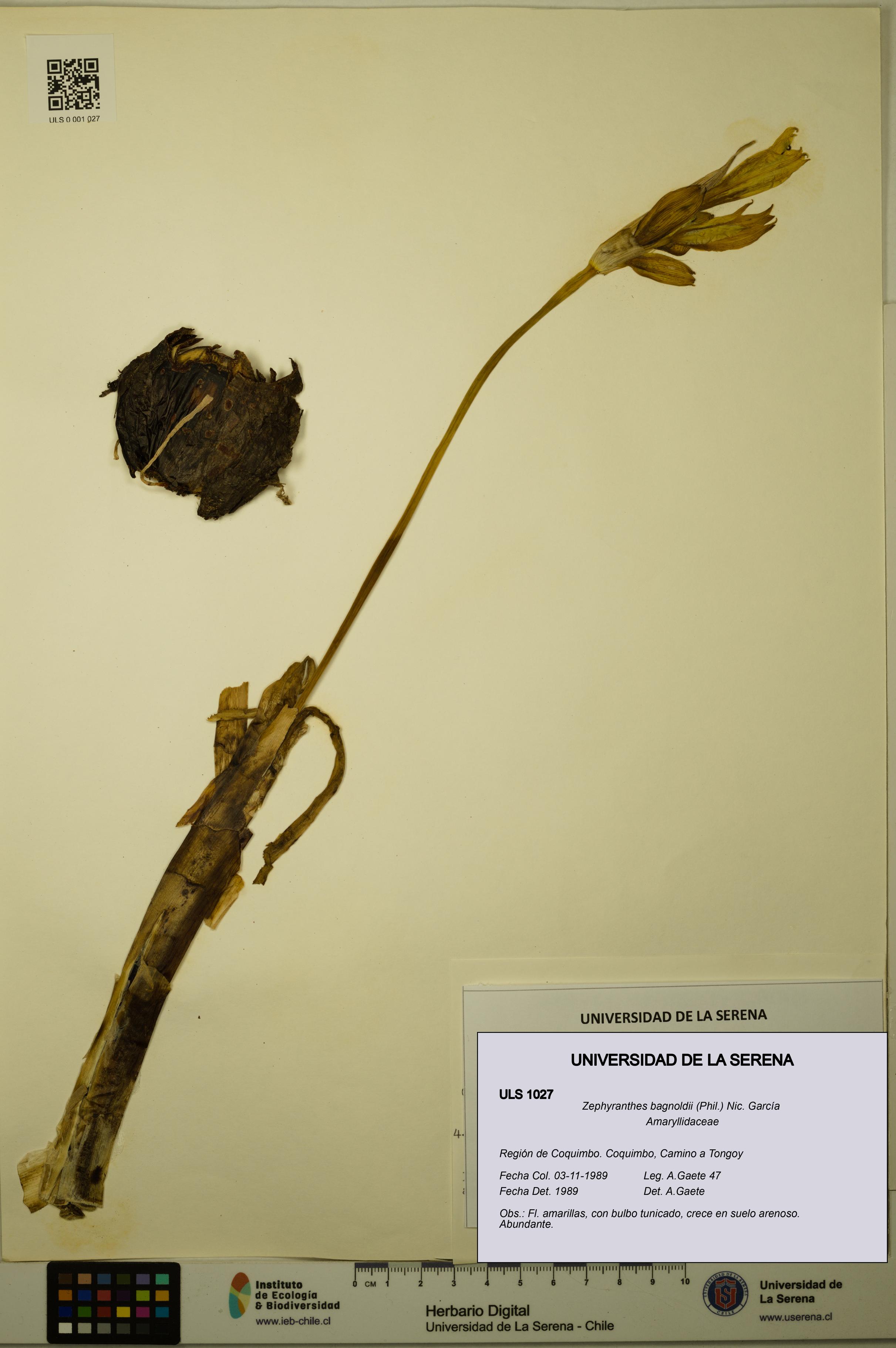 Zephyranthes bagnoldii [Espécimen: ULS:ULS:0001027]