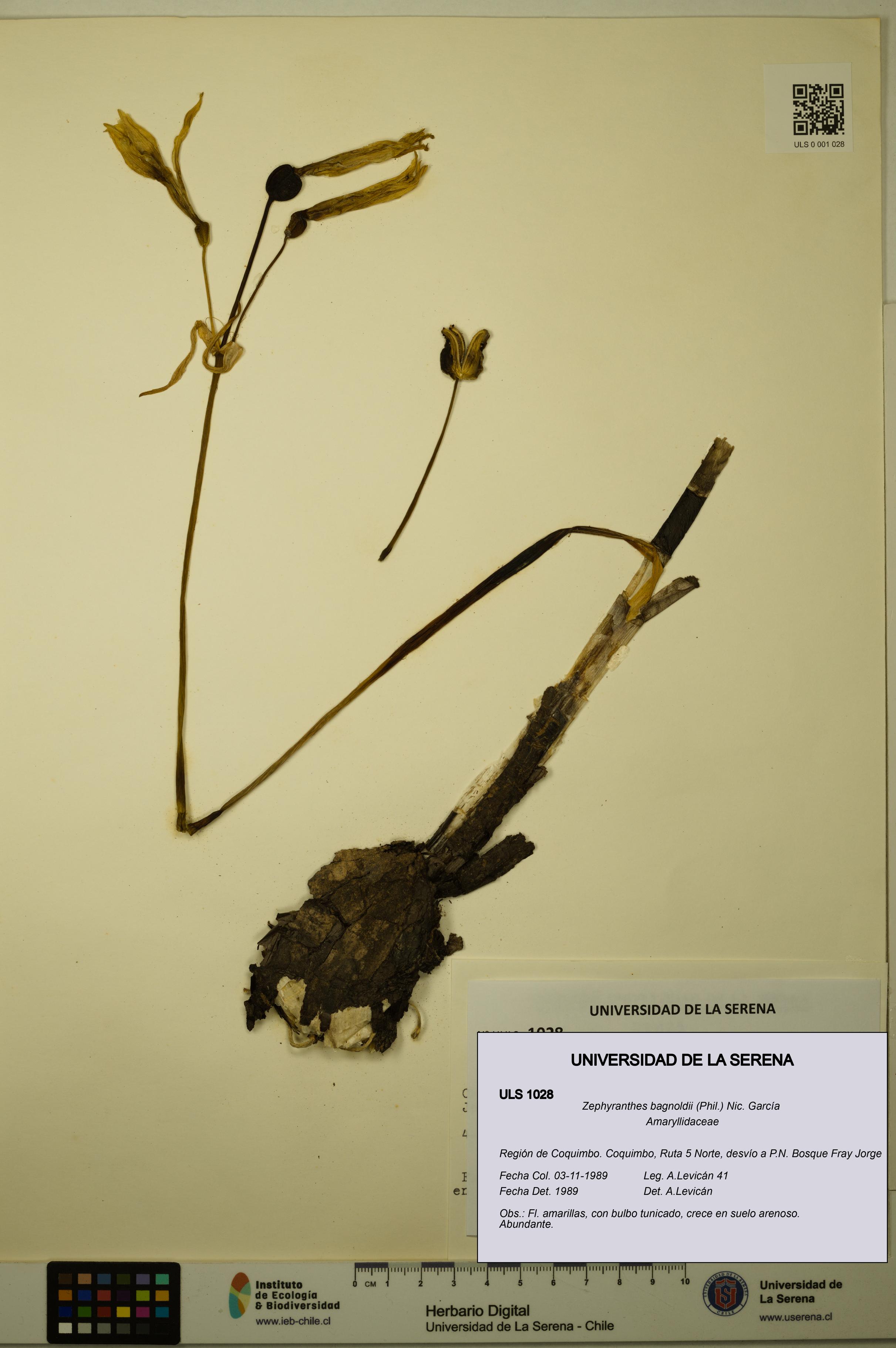 Zephyranthes bagnoldii [Espécimen: ULS:ULS:0001028]