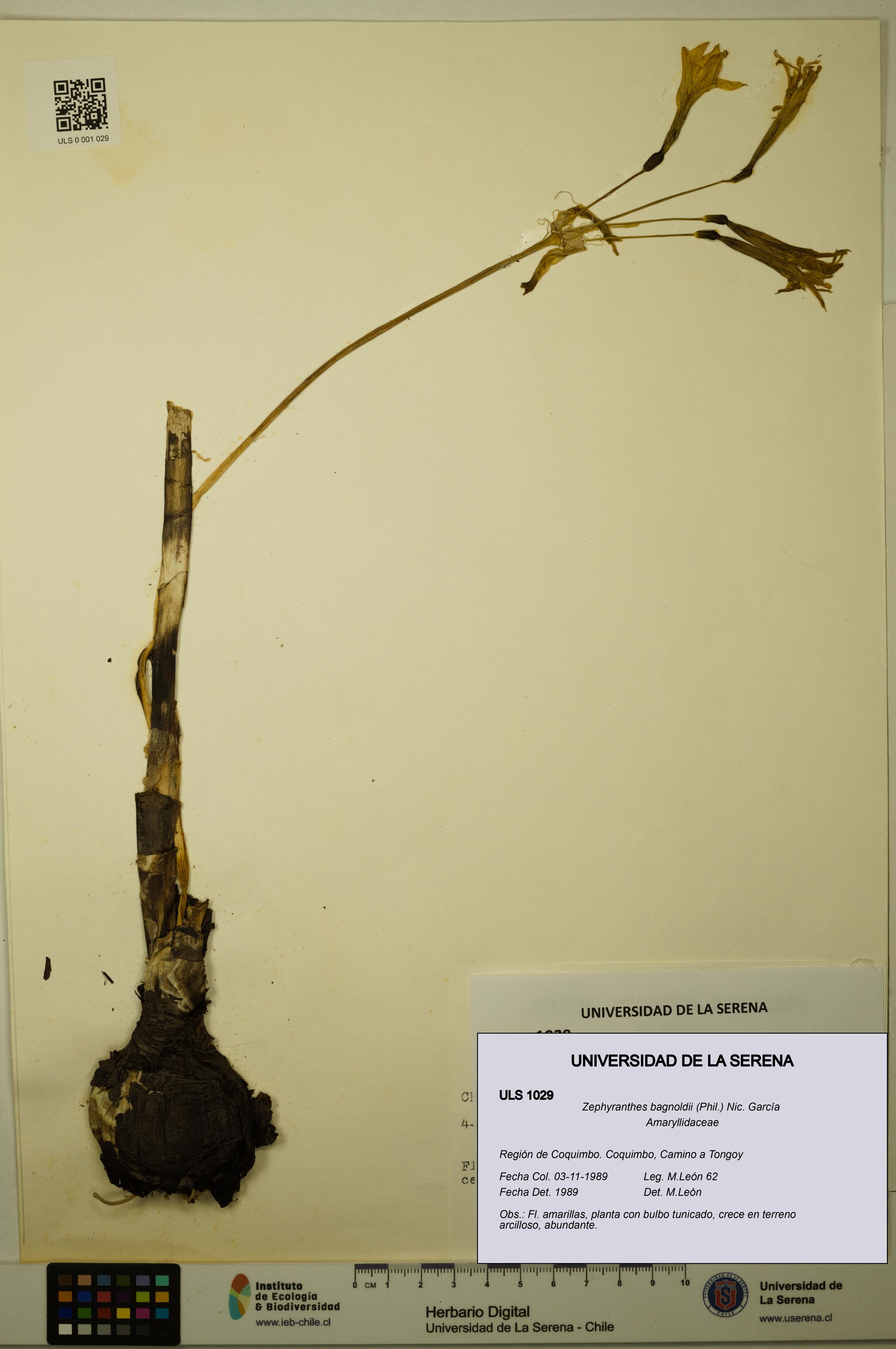 Zephyranthes bagnoldii [Espécimen: ULS:ULS:0001029]