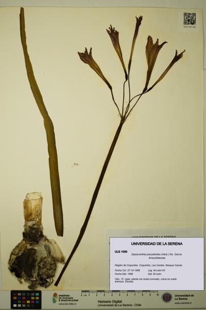 Zephyranthes phycelloides [Espécimen: ULS:ULS:0001030]