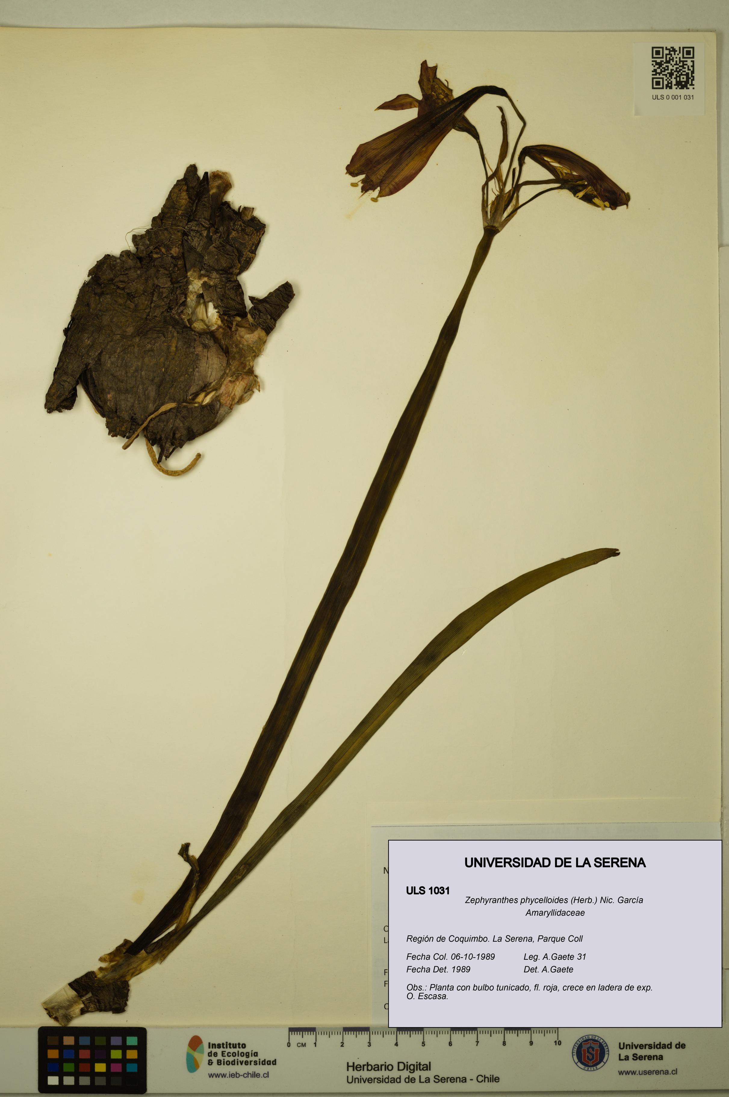 Zephyranthes phycelloides [Espécimen: ULS:ULS:0001031]