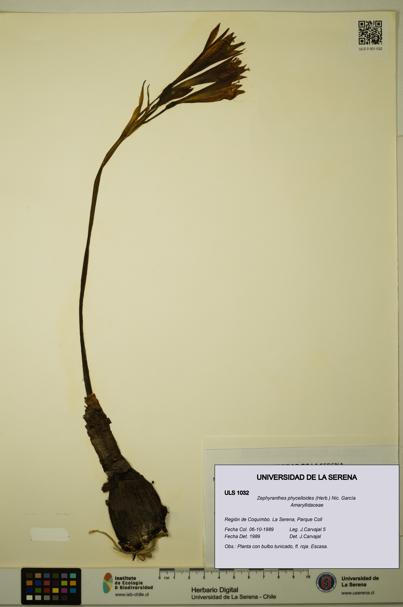 Zephyranthes phycelloides [Espécimen: ULS:ULS:0001032]