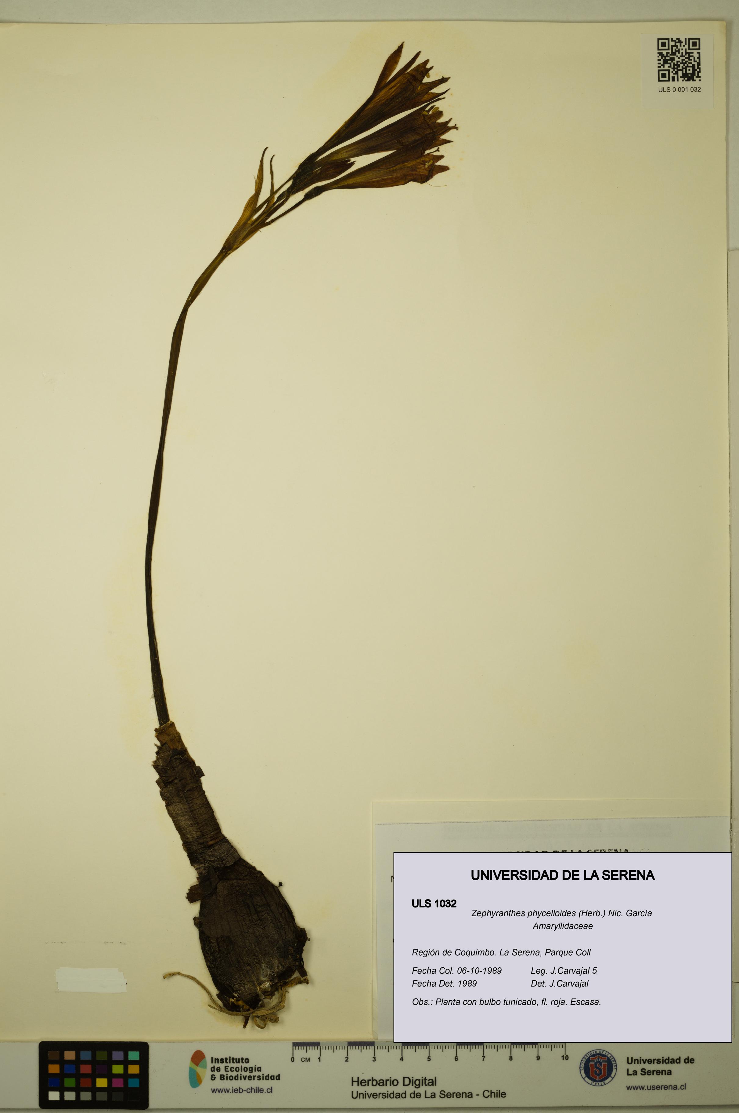 Zephyranthes phycelloides [Espécimen: ULS:ULS:0001032]