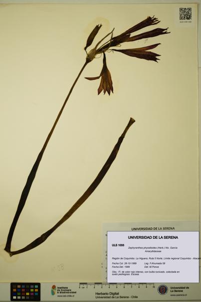 Zephyranthes phycelloides [Espécimen: ULS:ULS:0001033]