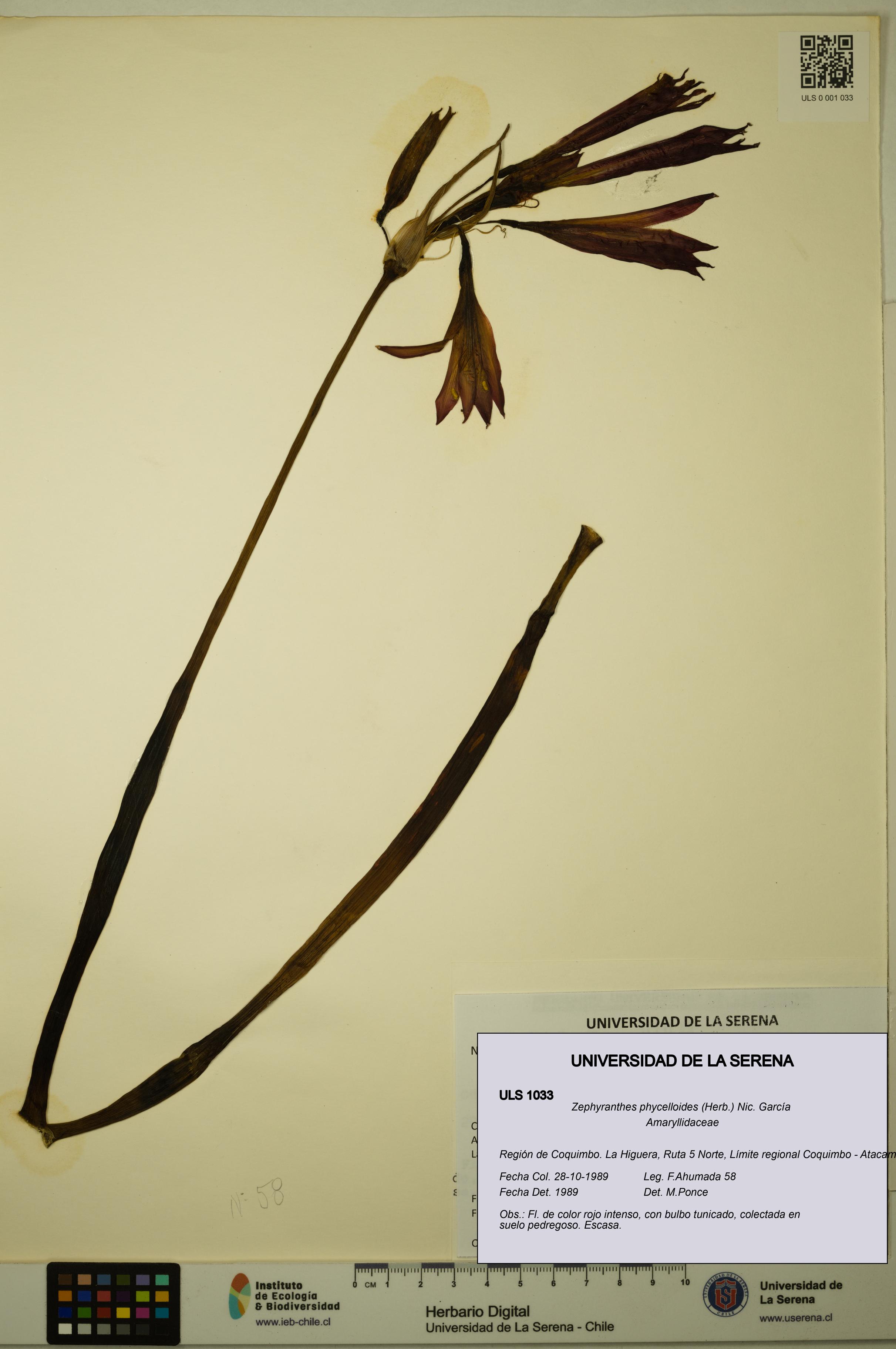 Zephyranthes phycelloides [Espécimen: ULS:ULS:0001033]