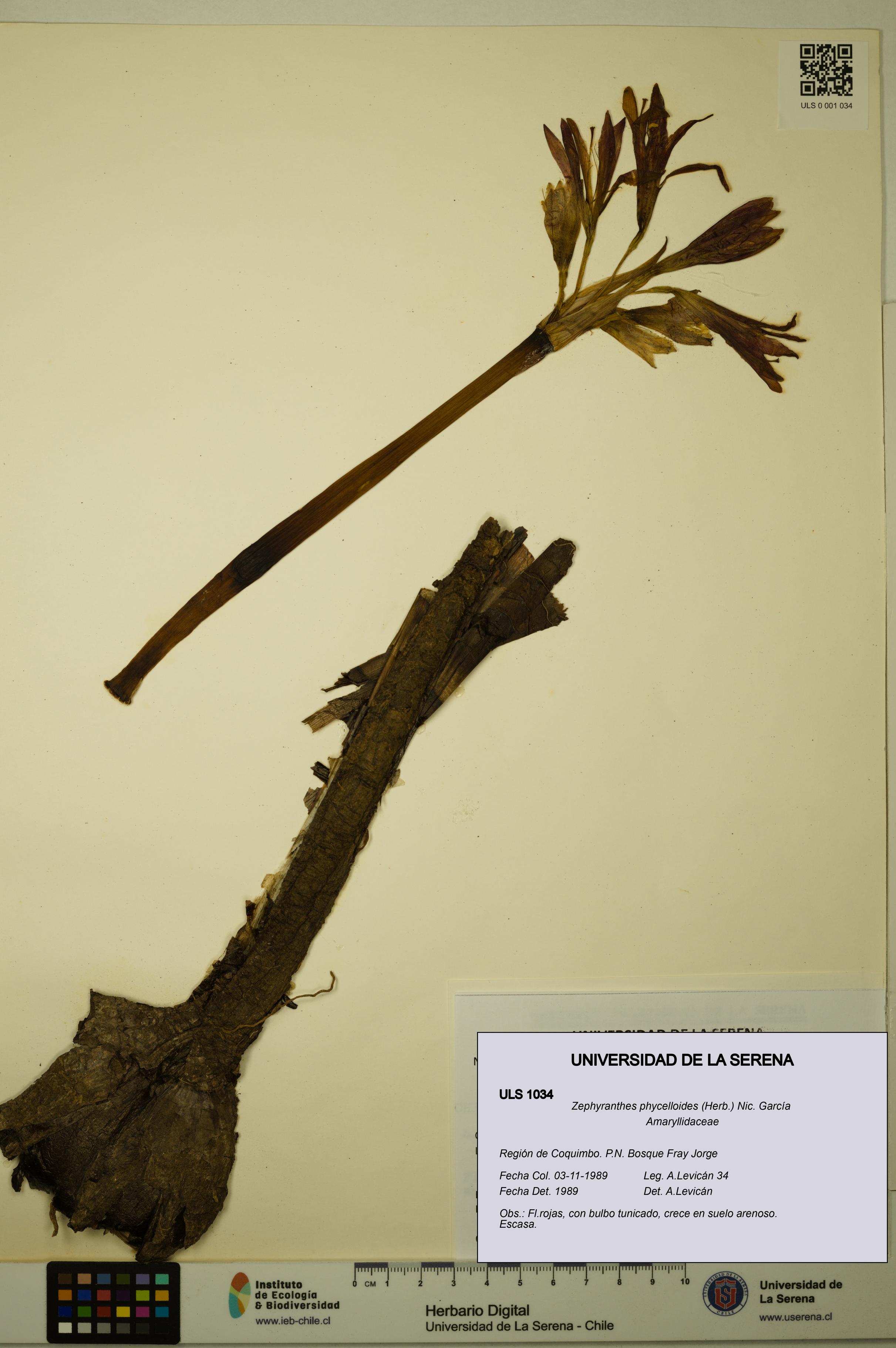 Zephyranthes phycelloides [Espécimen: ULS:ULS:0001034]