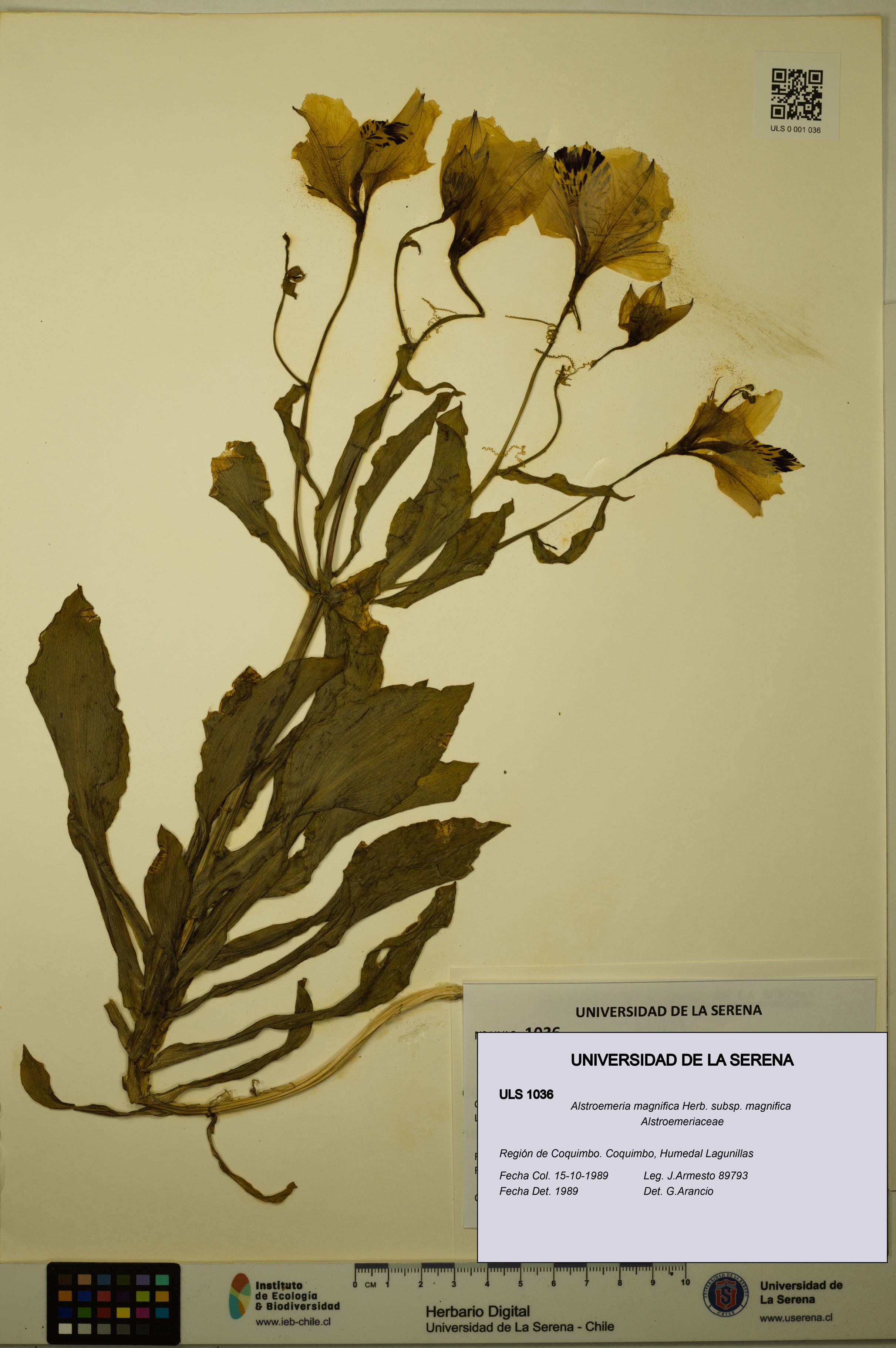 Alstroemeria magnifica [Espécimen: ULS:ULS:0001036]