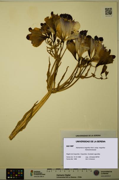 Alstroemeria magnifica [Espécimen: ULS:ULS:0001037]