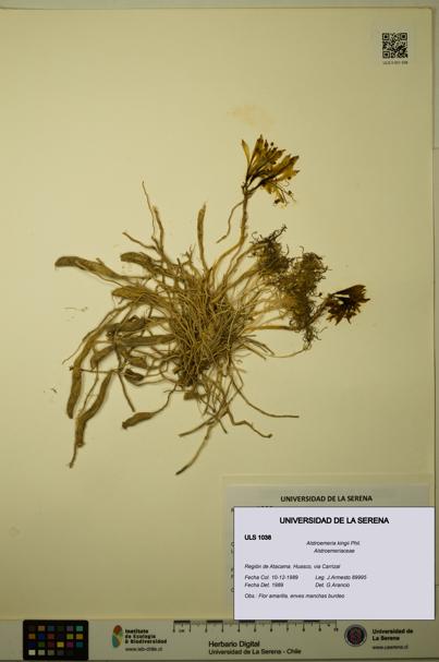 Alstroemeria kingii [Espécimen: ULS:ULS:0001038]