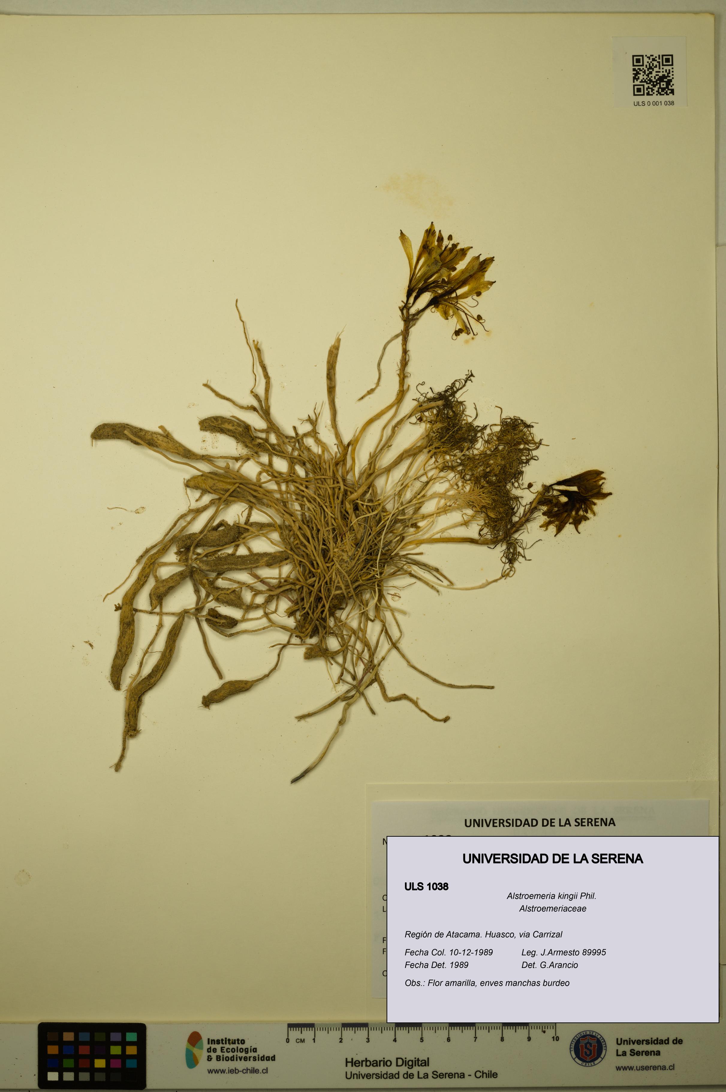 Alstroemeria kingii [Espécimen: ULS:ULS:0001038]