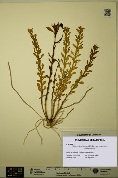 Alstroemeria werdermannii var. werdermannii [Espécimen: ULS:ULS:0001039]