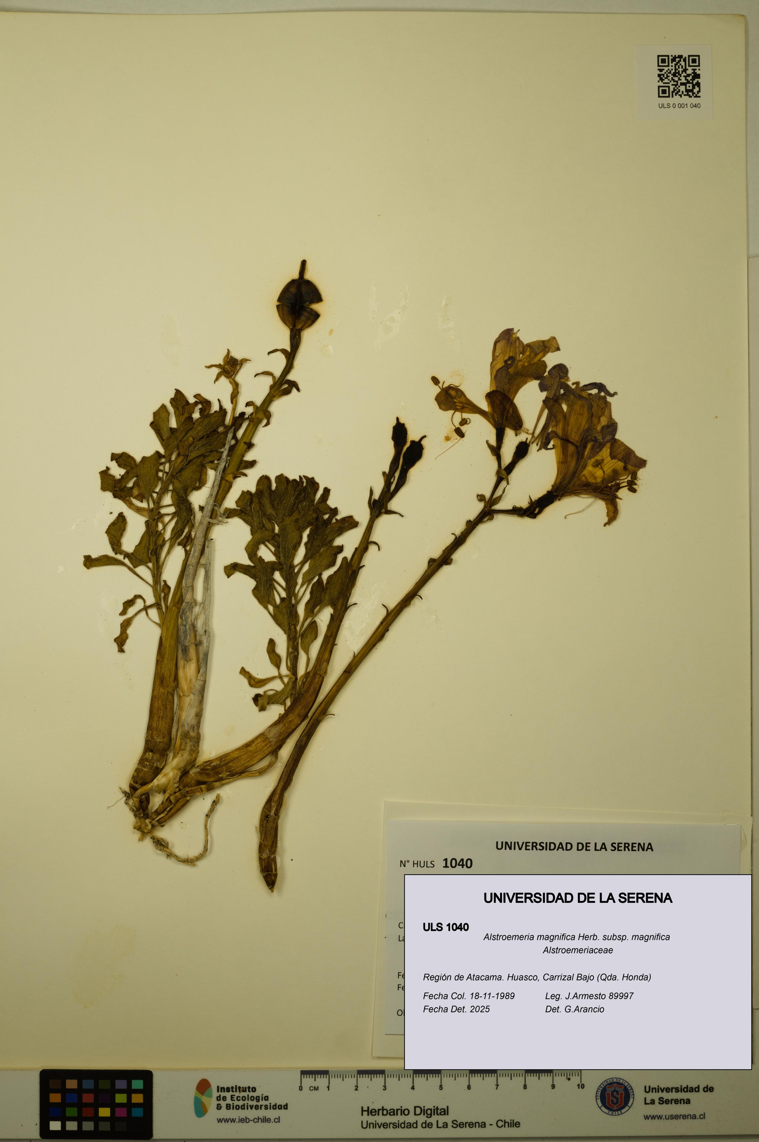 Alstroemeria magnifica [Espécimen: ULS:ULS:0001040]