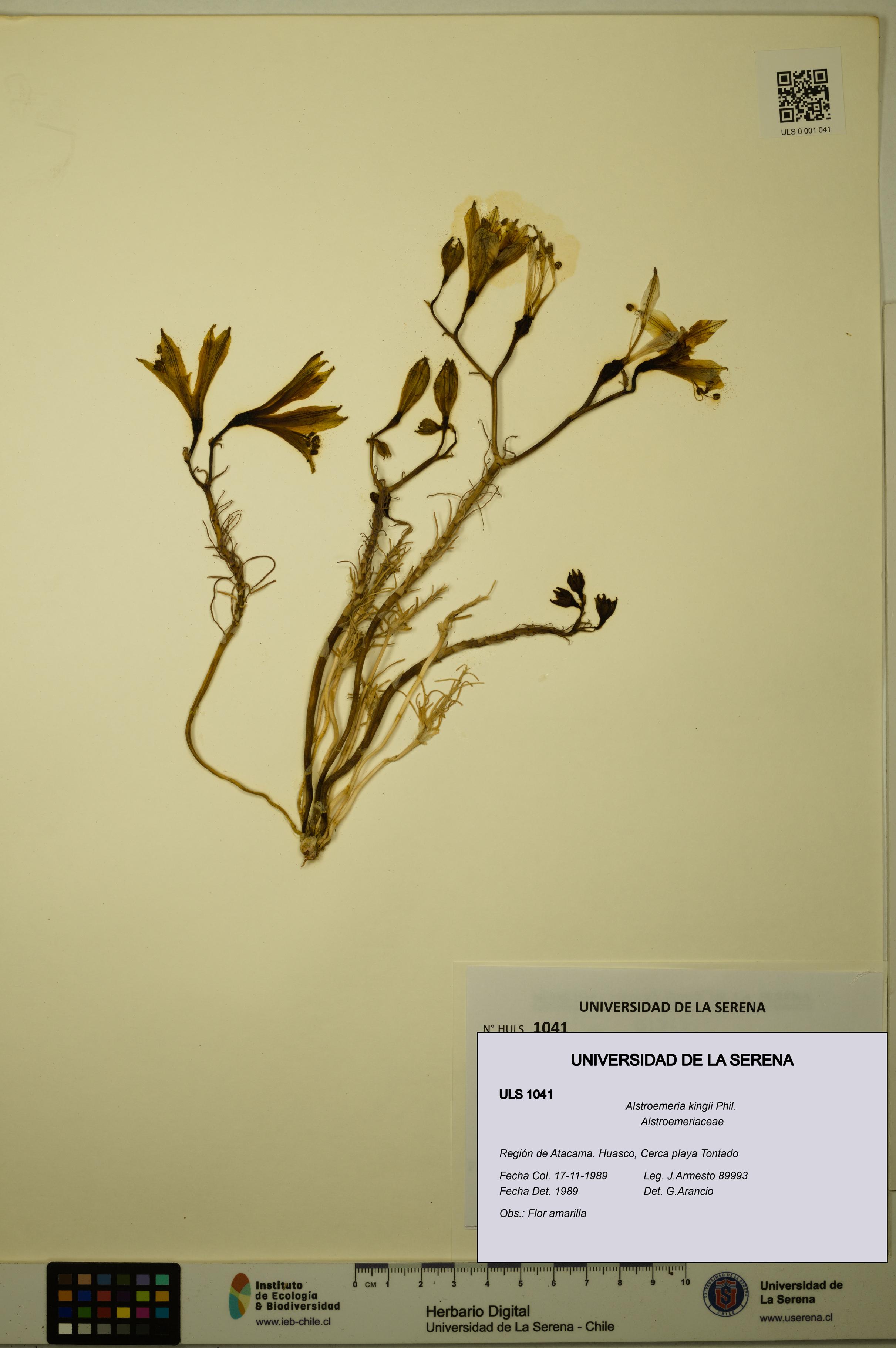 Alstroemeria kingii [Espécimen: ULS:ULS:0001041]