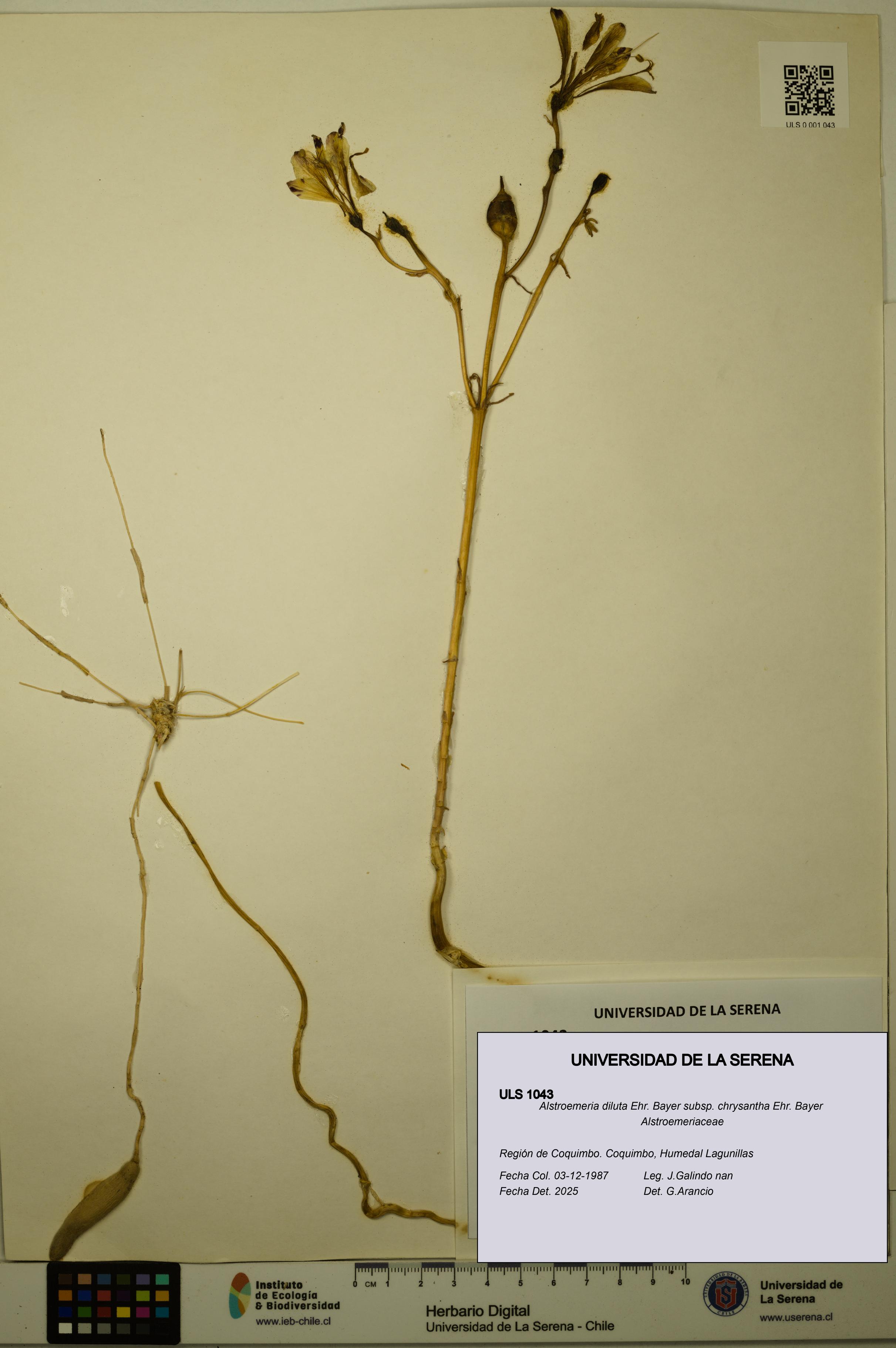Alstroemeria diluta subsp. chrysantha [Espécimen: ULS:ULS:0001043]