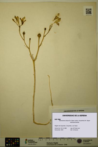 Alstroemeria diluta subsp. chrysantha [Espécimen: ULS:ULS:0001044]