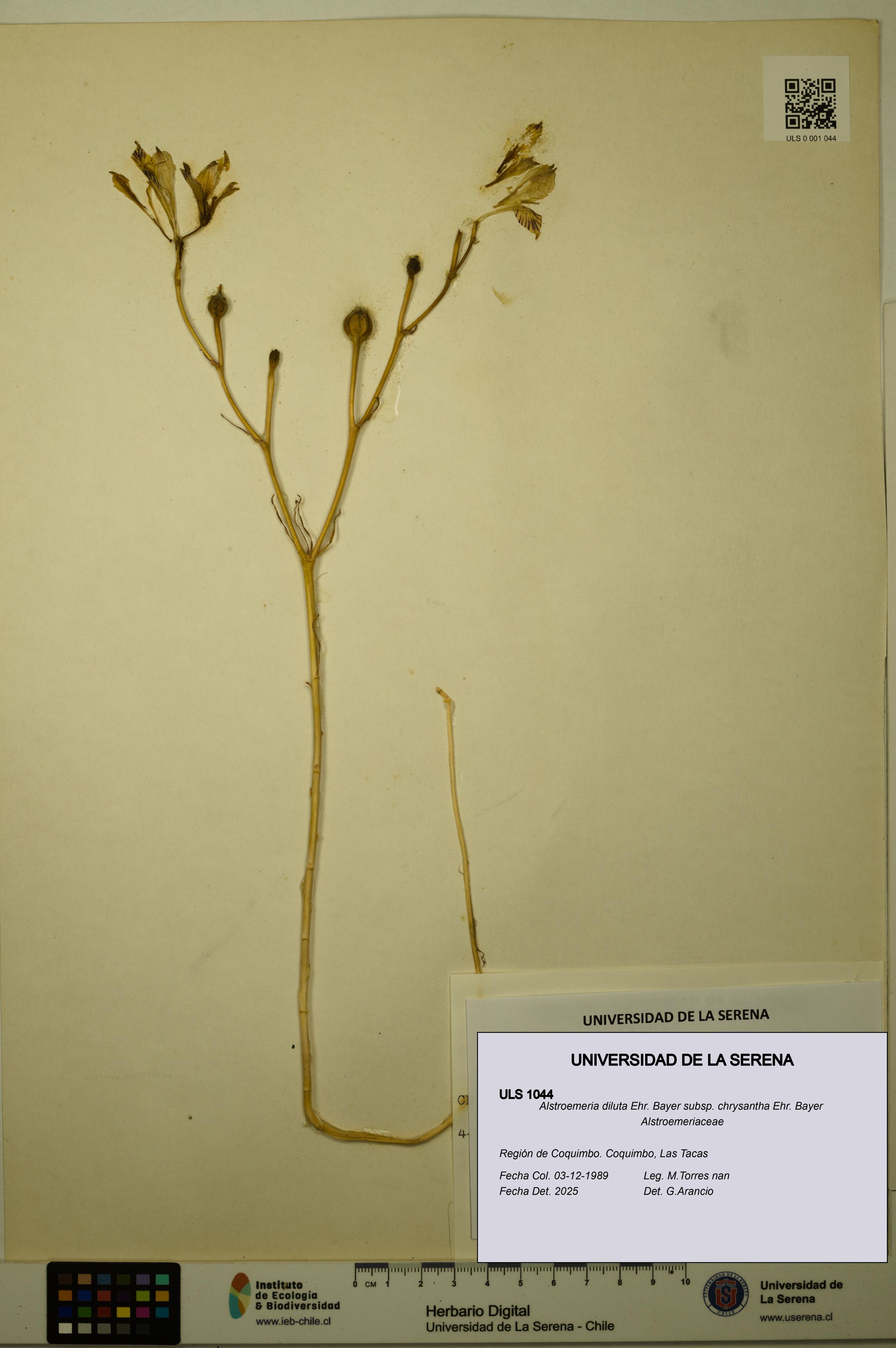 Alstroemeria diluta subsp. chrysantha [Espécimen: ULS:ULS:0001044]