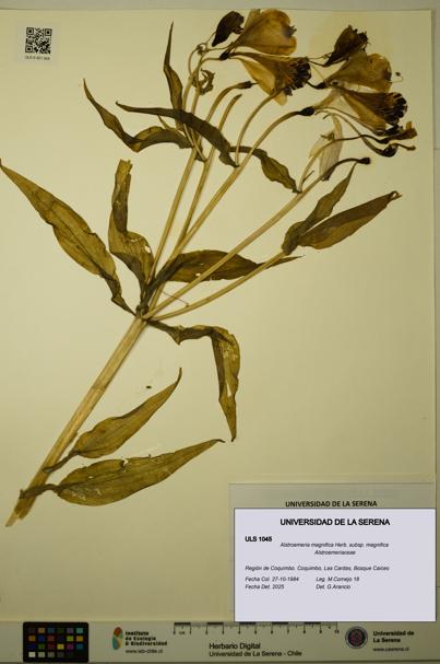 Alstroemeria magnifica [Espécimen: ULS:ULS:0001045]