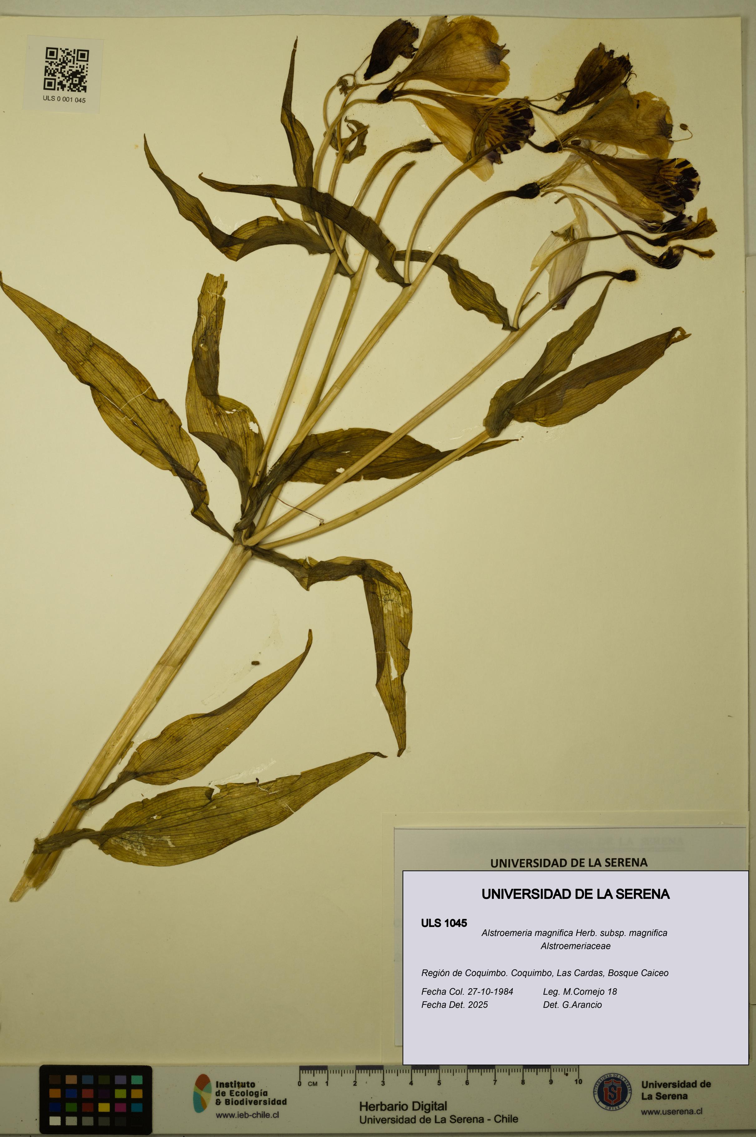 Alstroemeria magnifica [Espécimen: ULS:ULS:0001045]