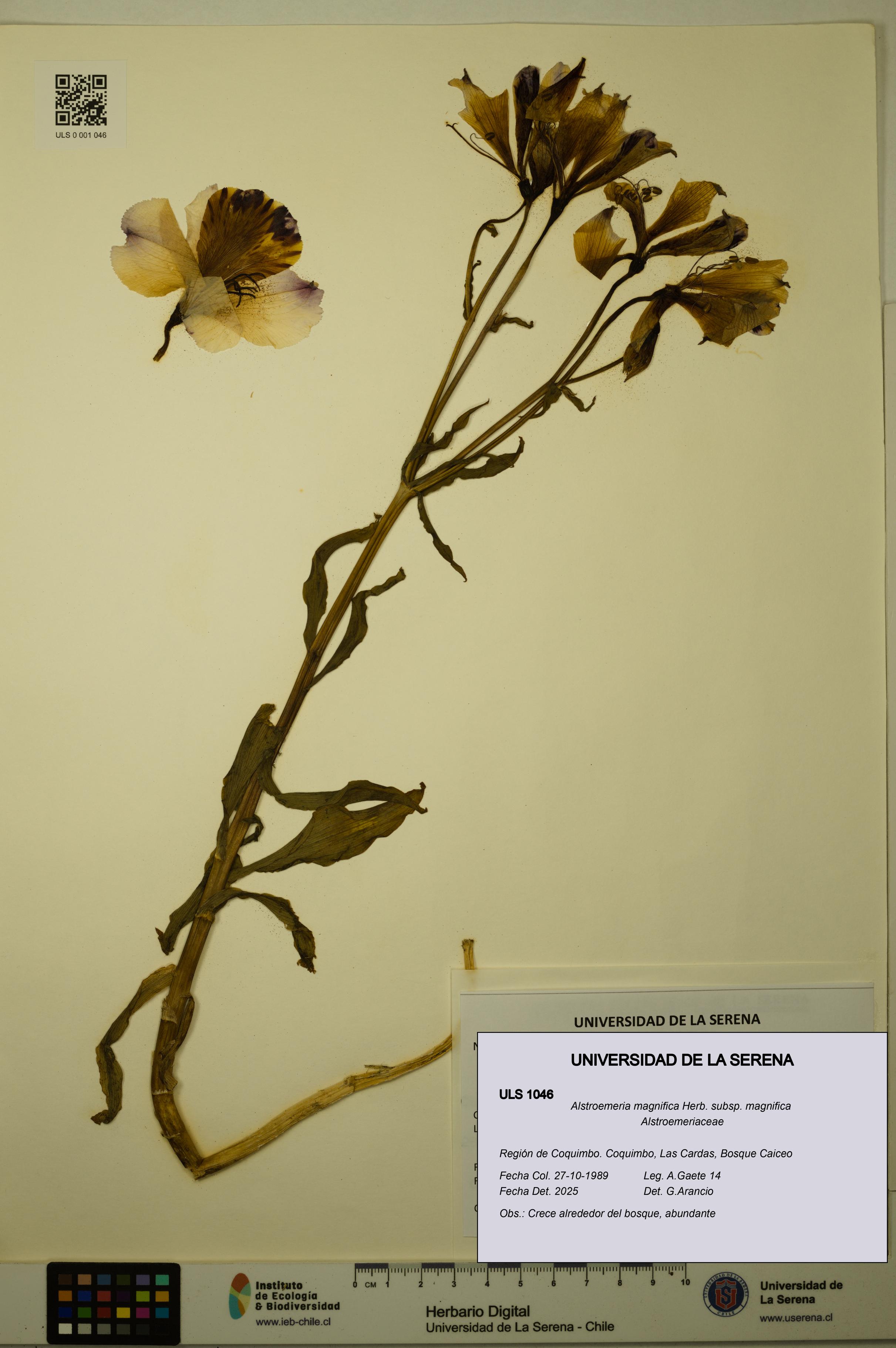 Alstroemeria magnifica [Espécimen: ULS:ULS:0001046]