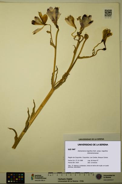 Alstroemeria magnifica [Espécimen: ULS:ULS:0001047]