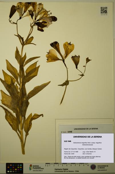 Alstroemeria magnifica [Espécimen: ULS:ULS:0001048]