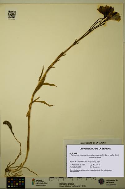 Alstroemeria magnifica subsp. magenta [Espécimen: ULS:ULS:0001050]