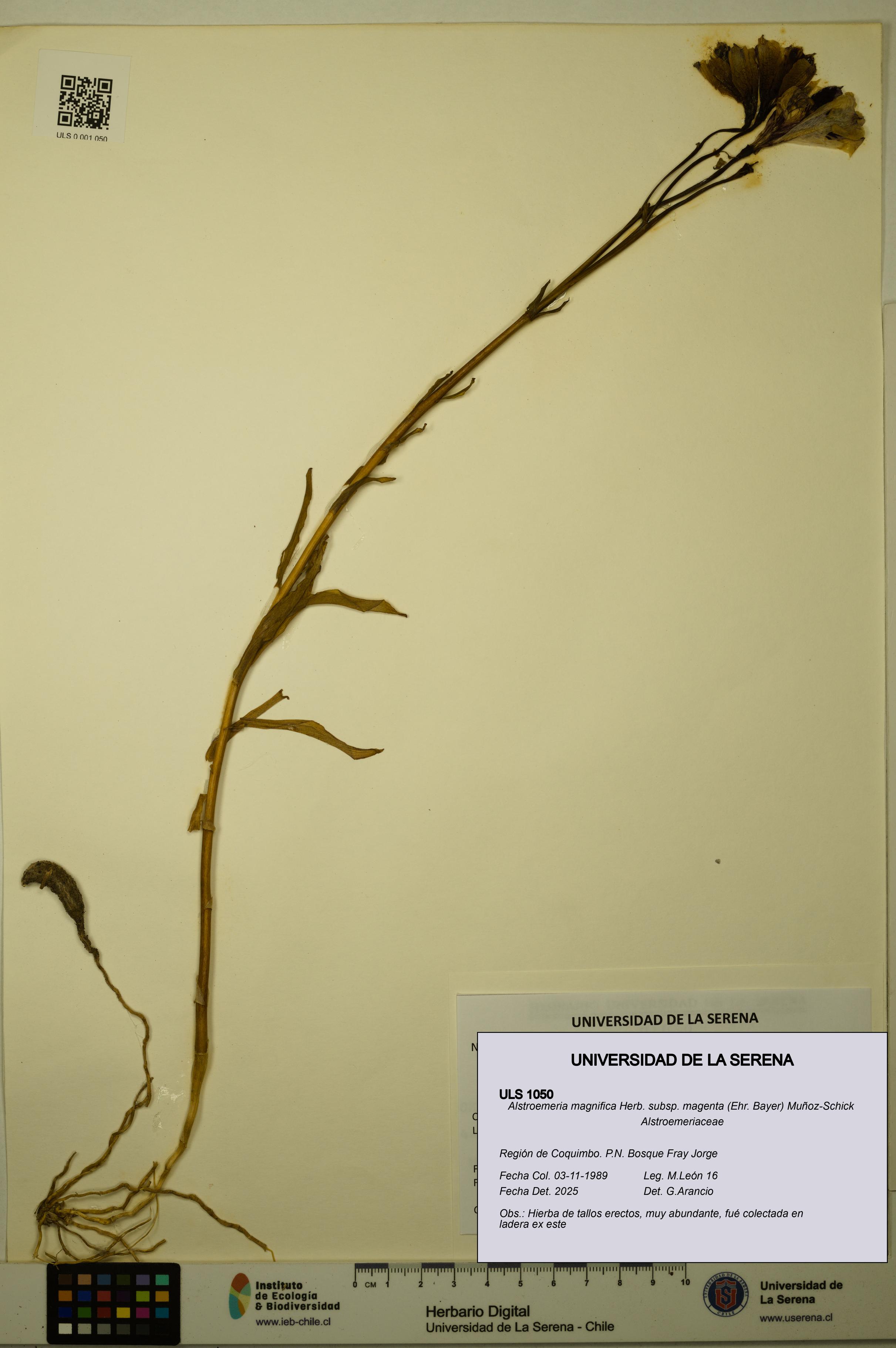 Alstroemeria magnifica subsp. magenta [Espécimen: ULS:ULS:0001050]