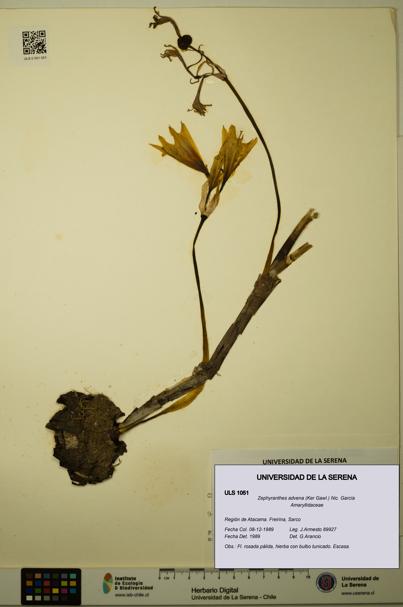 Zephyranthes advena [Espécimen: ULS:ULS:0001051]