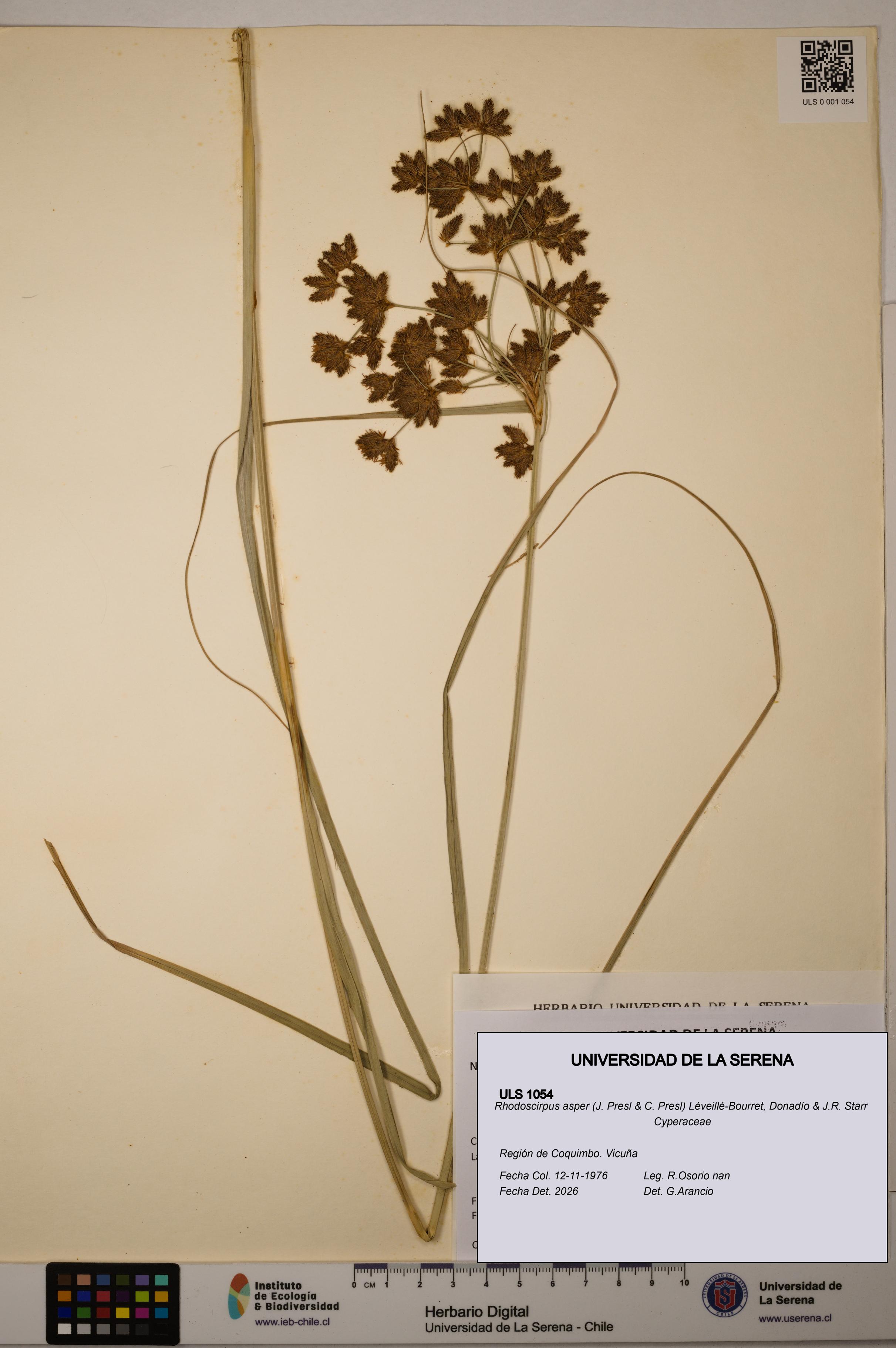 Rhodoscirpus asper [Espécimen: ULS:ULS:0001054]