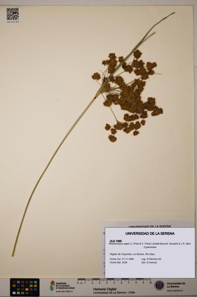 Rhodoscirpus asper [Espécimen: ]