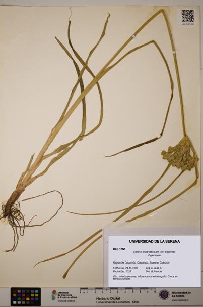 Cyperus eragrostis [Espécimen: ULS:ULS:0001056]