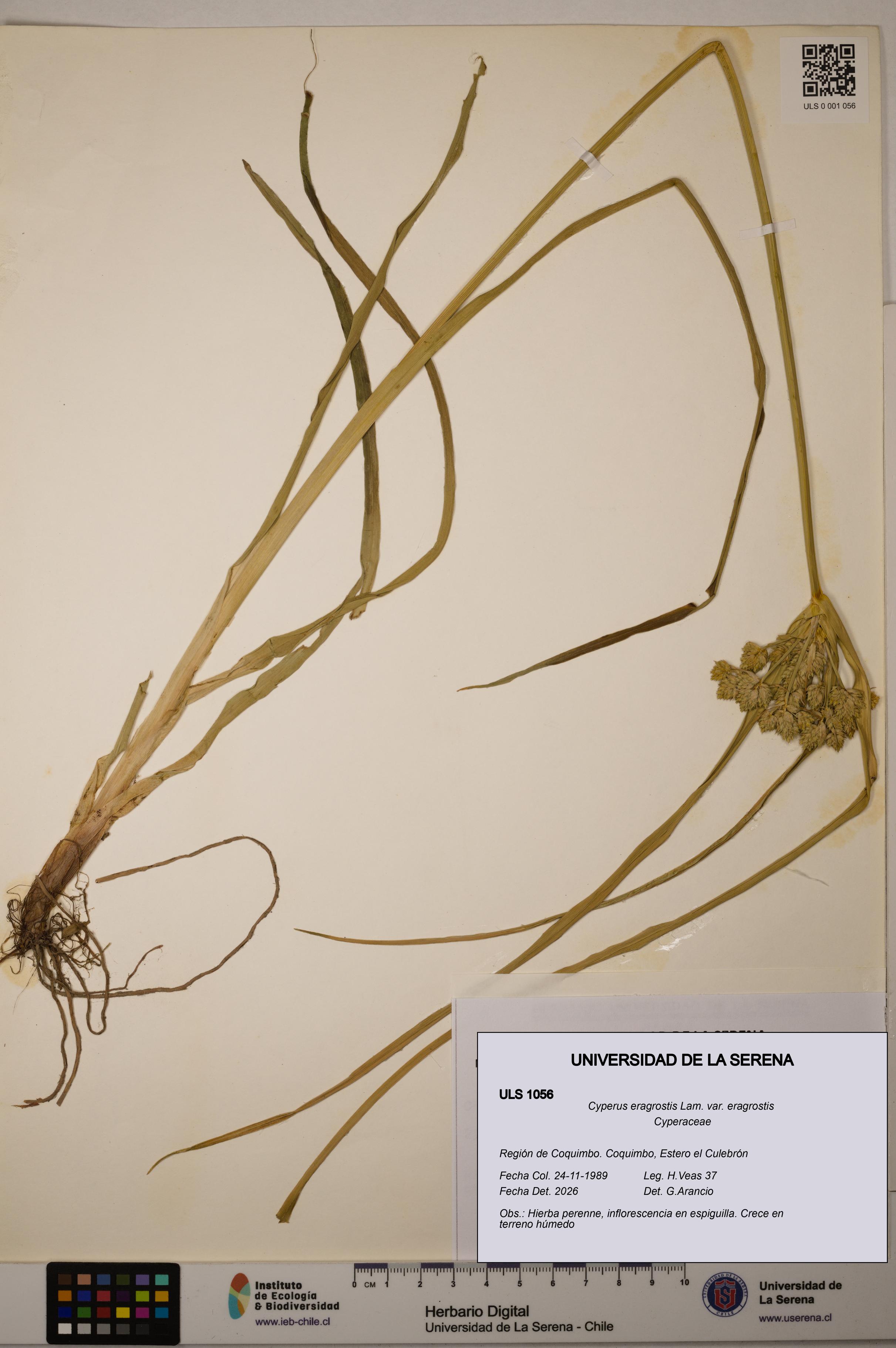Cyperus eragrostis [Espécimen: ULS:ULS:0001056]