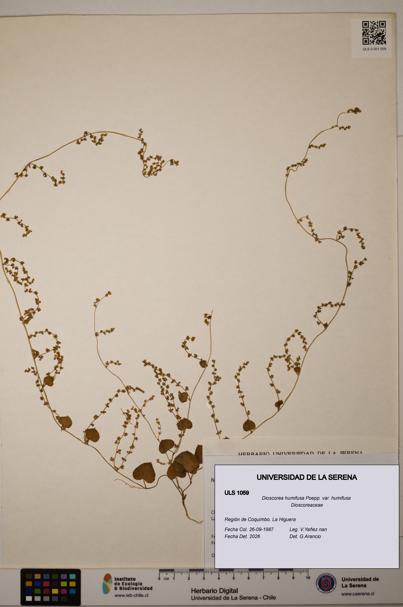Dioscorea humifusa var. humifusa [Espécimen: ULS:ULS:0001059]