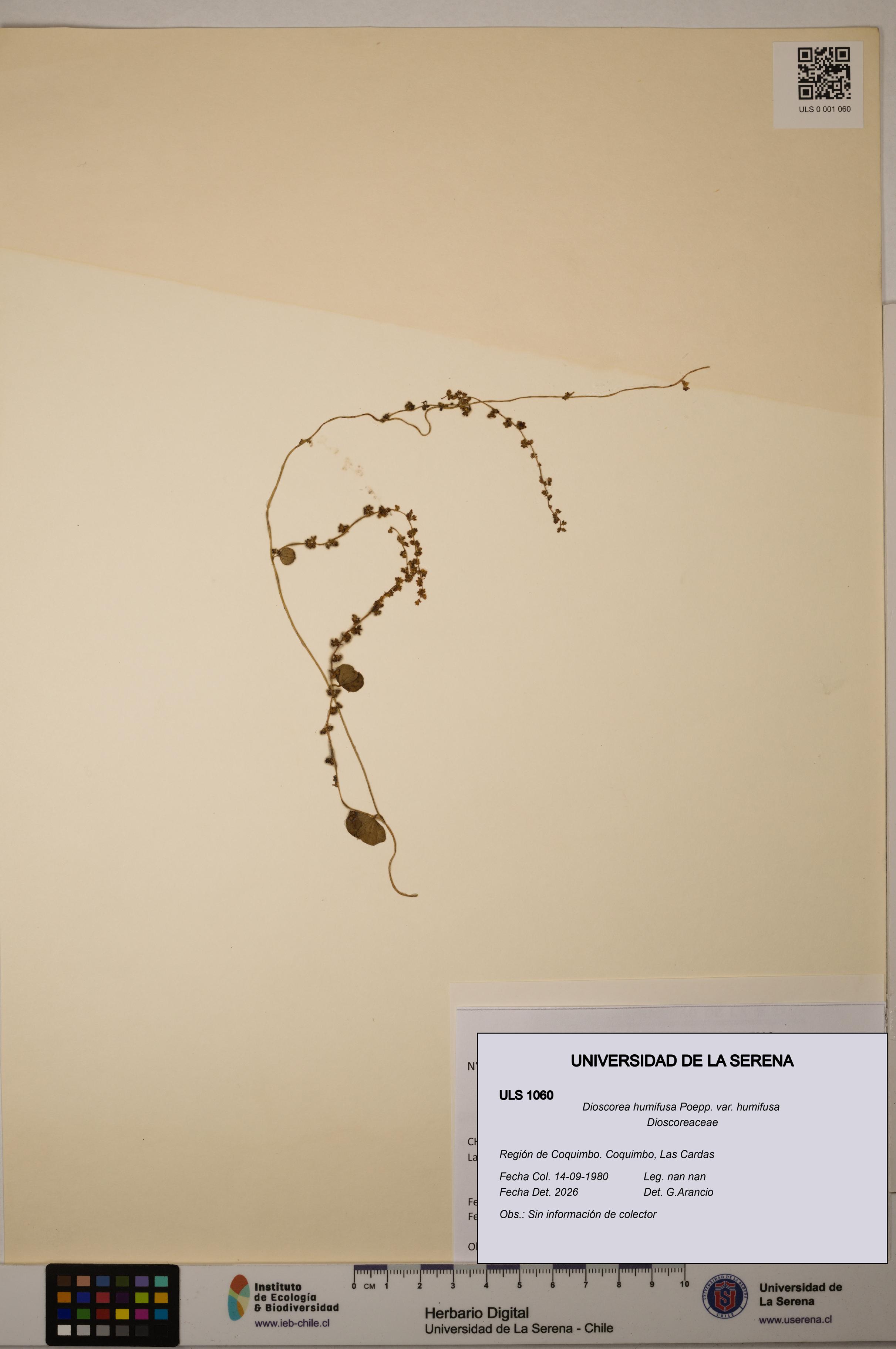 Dioscorea humifusa var. humifusa [Espécimen: ULS:ULS:0001060]