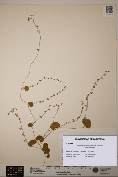 Dioscorea humifusa var. humifusa [Espécimen: ULS:ULS:0001061]