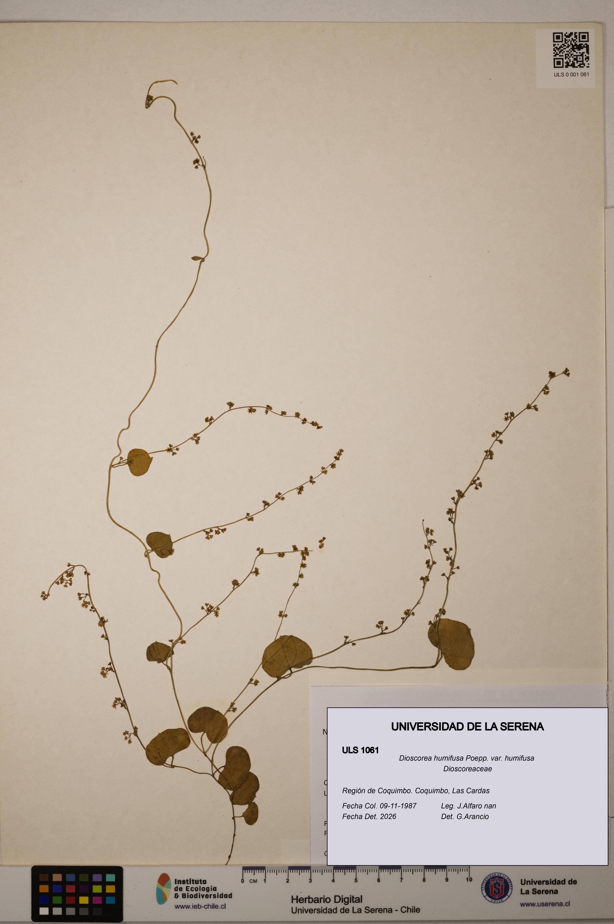 Dioscorea humifusa var. humifusa [Espécimen: ULS:ULS:0001061]