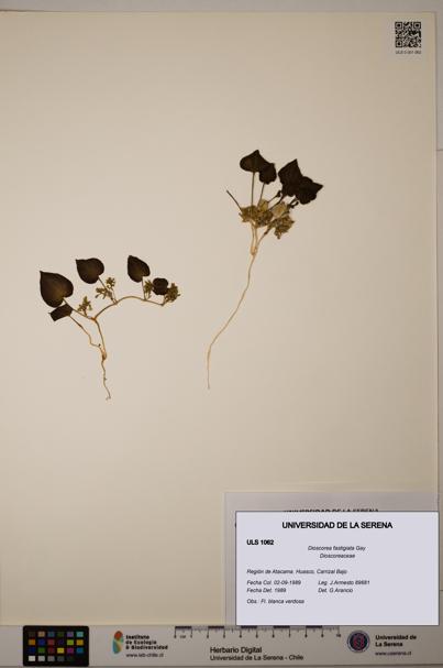 Dioscorea fastigiata [Espécimen: ULS:ULS:0001062]