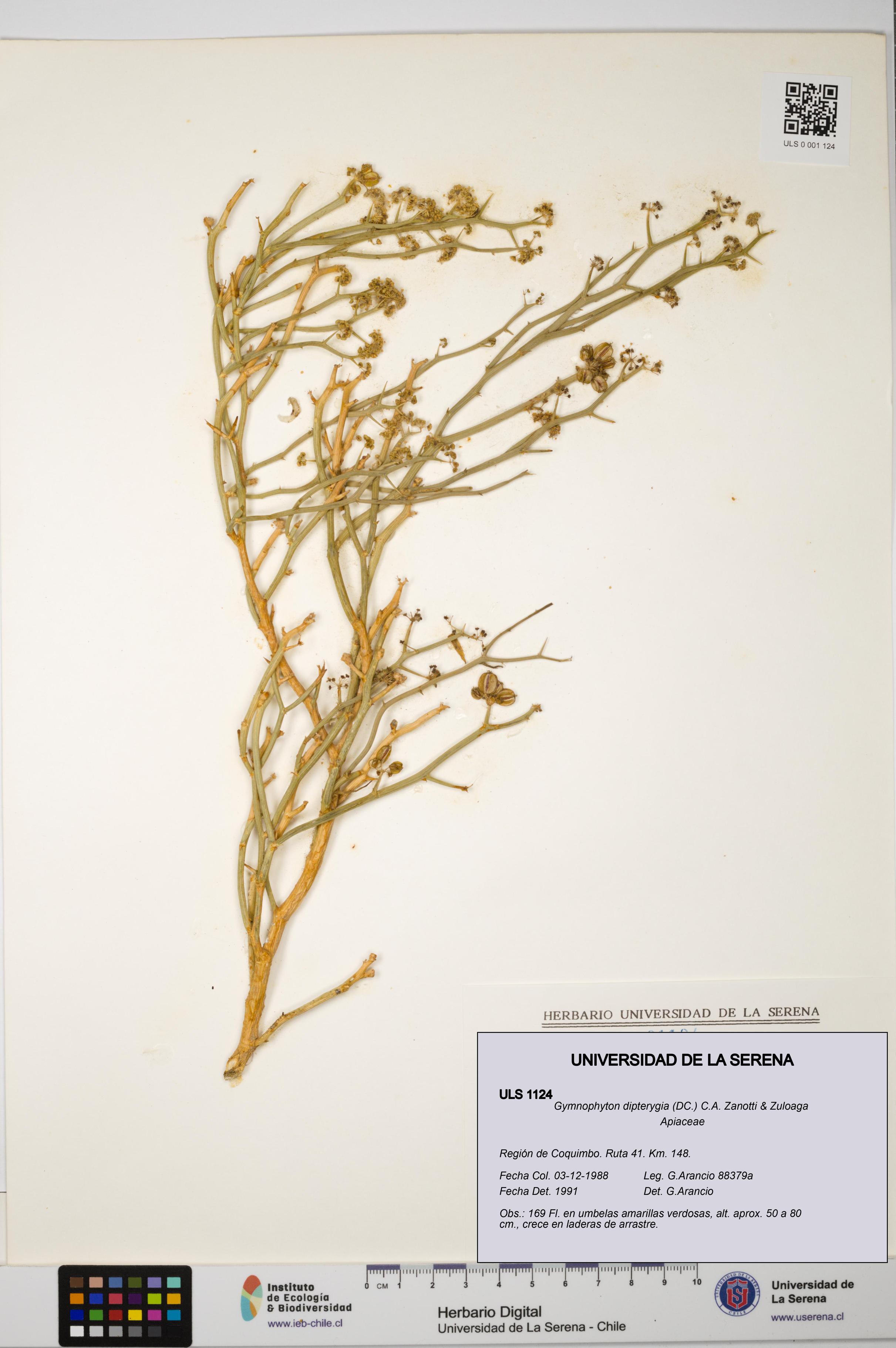 Gymnophyton dipterygia [Espécimen: ]